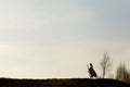 Silhouette of native indian american woman walking on hill among