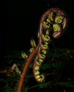 Silhouette of a new fern frond called a koru just starting to unfurl into a new leaf, New Zealand Royalty Free Stock Photo