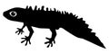Silhouette of newt