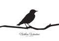Silhouette of Northern Wheatear sitting on a dry branch. Royalty Free Stock Photo