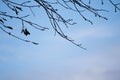 Silhouette of nude tree branches in blue sky with clouds Royalty Free Stock Photo