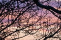 Silhouette of nude tree branches in colorful pink violet sunset sky Royalty Free Stock Photo