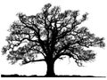 Silhouette of oak tree Royalty Free Stock Photo