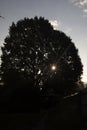 Silhouette of an oak tree. The light of the sun through the tree. Big tree at dawn Royalty Free Stock Photo