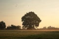 silhouette of oak tree at sunrise lonely oak tree in a field on a foggy sunny autumn morning Royalty Free Stock Photo