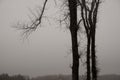 Silhouette off old tree with overcast sky