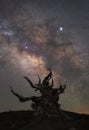 Silhouette of old creepy tree in front of the Milky Way Galaxy Royalty Free Stock Photo