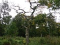 Silhouette of an old crooked tree in the middle of the park. Royalty Free Stock Photo