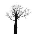 Silhouette old dry tree Royalty Free Stock Photo