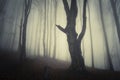 Silhouette of old tree in dark mysterious forest with fog on Halloween Royalty Free Stock Photo