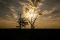 The silhouette of an old tree during a fantastic sunset Royalty Free Stock Photo