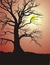 Silhouette of an Old Tree in sunset Royalty Free Stock Photo