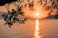 Silhouette olive tree branch in morning warm sunrise light. Sun shape above Mediterranean sea. Sun ray reflection bokeh Royalty Free Stock Photo