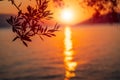 Silhouette olive tree branch in morning warm sunrise light. Sun shape above Mediterranean sea. Sun ray reflection bokeh Royalty Free Stock Photo