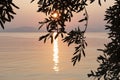 Silhouette of olive tree branches against the background of sunrise over the sea. Space for text Corfu island. Greece Royalty Free Stock Photo