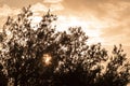 Silhouette of an olive tree on sunset Royalty Free Stock Photo