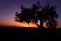 Silhouette of an olive tree at sunset Royalty Free Stock Photo