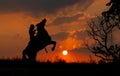 Silhouette one cowboy is rearing horse in front of sunset on slope near tree. Beautiful sky with natural light as background Royalty Free Stock Photo