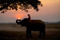 Silhouette of one mahout stay on head or back of elephant and near big tree with sunrise on the background Royalty Free Stock Photo