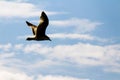 Silhouette of one seagull flying in the bright blue sky