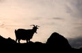 Silhouette of one single goat on a rock Royalty Free Stock Photo