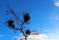 Silhouette of Tree under blue sky