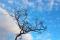 Silhouette of Tree under blue sky Royalty Free Stock Photo