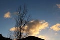 Silhouette of Tree under blue sky