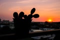Silhouette of Opuntia microdasys or Bunny ears cactus Royalty Free Stock Photo