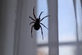 Silhouette of an orb weaver spider suspended in its web