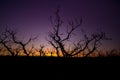 Silhouette of an orchard at sunrise with colorful sky Royalty Free Stock Photo