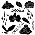 Silhouette of an orchid on a white background. Collection of logos. Set of decorative elements.Lettering Royalty Free Stock Photo