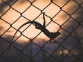 Silhouette Oriental garden lizard perched on wire cage sunset nature background