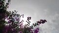 Silhouette of ornamental plants - stock photo