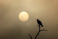 Silhouette of an osprey against golden misty sunset.