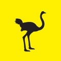 The silhouette of an ostrich bird stands on a yellow isolated background. Vector image