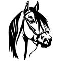 The silhouette, the outline of the horse`s face in black over a white background, the portrait is drawn with lines of various widt Royalty Free Stock Photo