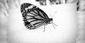 Silhouette Painted lady butterfly Black and white Royalty Free Stock Photo
