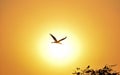 Silhouette of Painted Stork flying against the setting Sun Royalty Free Stock Photo