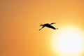 Silhouette of Painted Stork flying against the setting Sun Royalty Free Stock Photo