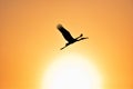 Silhouette of Painted Stork flying against the setting Sun Royalty Free Stock Photo