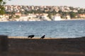 Silhouette of a pair of birds on a beach