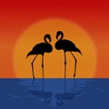 Silhouette pair of flamingos on sunset background.