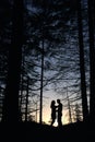 Silhouette of pair lovers looking on each other under large pine trees at sunset