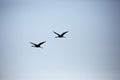 Silhouette of a pair of Sandhill Crane Grus canadensis flying in a Wisconsin blue sky