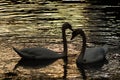 Silhouette of a pair of swans in the evening backlight. Royalty Free Stock Photo