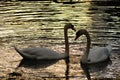 Silhouette of a pair of swans in the evening backlight. Royalty Free Stock Photo