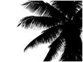 Silhouette of palm branches Royalty Free Stock Photo