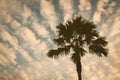 Silhouette palm or coconut tree on cloud and sunset sky background in the summer time with copy space. vintage post processed Royalty Free Stock Photo