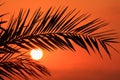 Silhouette of palm fronds at sunset. Cyprus.